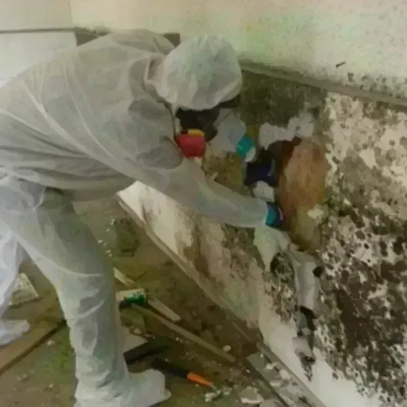 Mold Remediation and Removal in Carson, WA